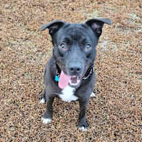 Thumbnail photo of Raisin #3