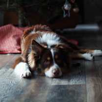 Thumbnail photo of Biscuit #2