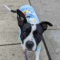 Thumbnail photo of Stella #3