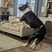 Thumbnail photo of Stella #4