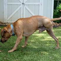 Thumbnail photo of Tyke #4