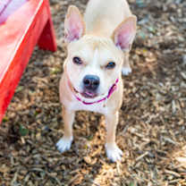 Thumbnail photo of Puggy #1