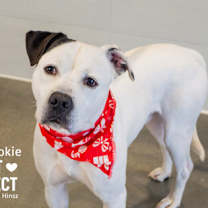 Thumbnail photo of Okie Dokie #3