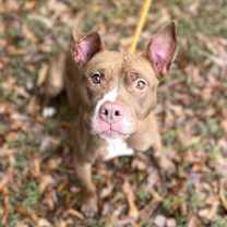 Thumbnail photo of Frankie #1