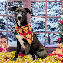 Thumbnail photo of Rossi #3