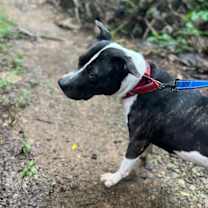 Thumbnail photo of Amorette #3