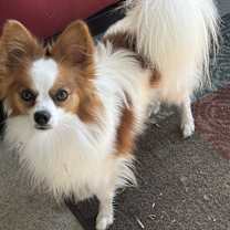 Thumbnail photo of Astro #2