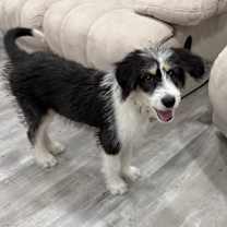 Thumbnail photo of Macie #1