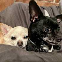 Thumbnail photo of Gidget #2