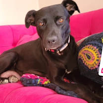 Thumbnail photo of Rudolph #1