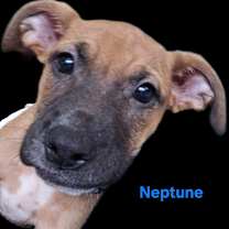 Thumbnail photo of Neptune #1