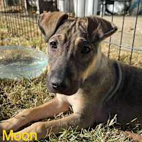 Thumbnail photo of Moon #1