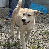 Thumbnail photo of Pancake #3