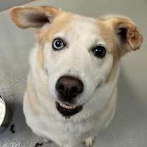 Thumbnail photo of Duke the Snuggler #1