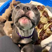 Thumbnail photo of Ms Potato #2