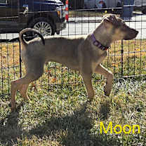 Thumbnail photo of Moon #2