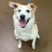 Thumbnail photo of Duke the Snuggler #2