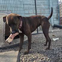 Thumbnail photo of Wren #3