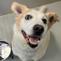 Thumbnail photo of Duke the Snuggler #3