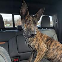 Thumbnail photo of Wren #3