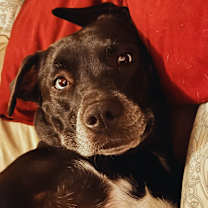 Thumbnail photo of Indy Anna Jones #1