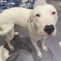 Thumbnail photo of Duke #1