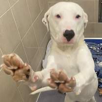 Thumbnail photo of Duke #2