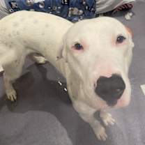 Thumbnail photo of Duke #4