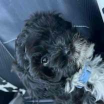 Thumbnail photo of Maverick #2