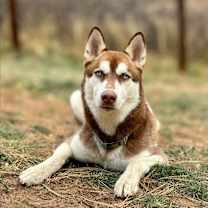 Thumbnail photo of Fressi - Husky girl #4