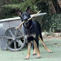 Thumbnail photo of CHASE #4