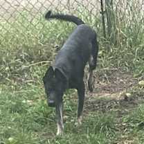 Thumbnail photo of Remmy #3