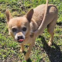 Thumbnail photo of SCOOBY #1