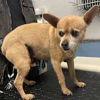 Thumbnail photo of SCOOBY #2