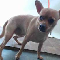 Thumbnail photo of SCOOBY #3