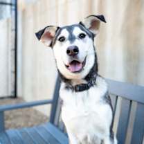 Thumbnail photo of Reign #1