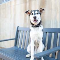 Thumbnail photo of Reign #2