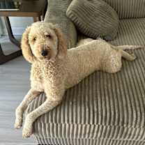 Thumbnail photo of Mischa #1