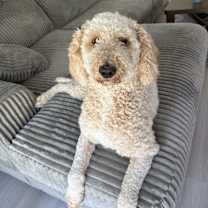 Thumbnail photo of Mischa #2