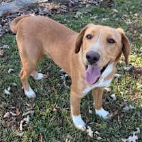 Thumbnail photo of Parson #3