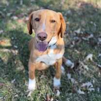 Thumbnail photo of Parson #4