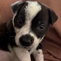 Thumbnail photo of Rudolph #1