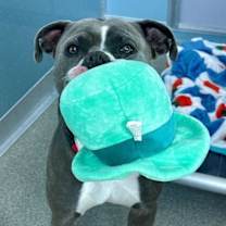 Thumbnail photo of Big Boy #2