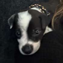 Thumbnail photo of Rudolph #3