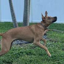 Thumbnail photo of Valentinox #2