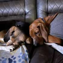 Thumbnail photo of Ruby #4