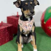 Thumbnail photo of Strawberry #2