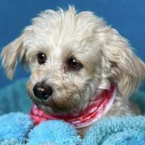 Thumbnail photo of Dottie #3