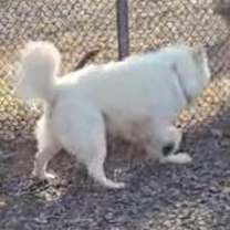 Thumbnail photo of Luna & rocky #4