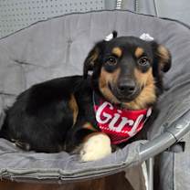 Thumbnail photo of Tillie #1